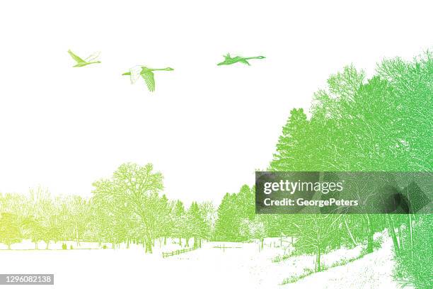 winter landscape with flying trumpeter swans - trumpeter swan stock illustrations