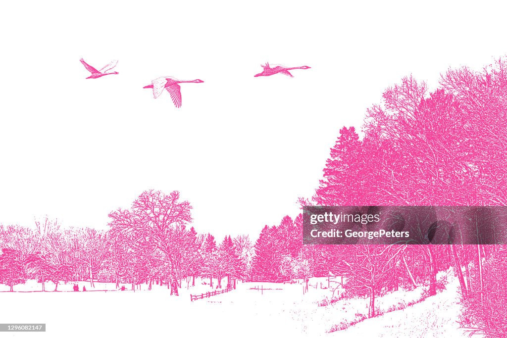 Winter landscape with flying trumpeter swans