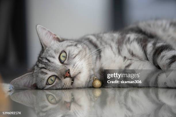 close up face of american shorthair cat  feeling comfortable and sleep on the floor - shorthair cat foto e immagini stock