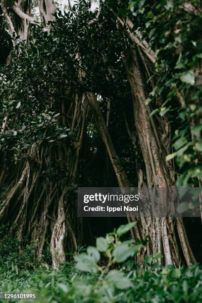 Yanbaro Tree Yambaru National Park Photos and Premium High Res Pictures - Getty Images