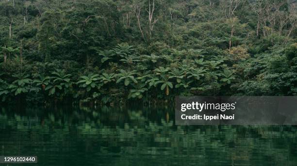 Yanbaro Tree 197 Yanbaru National Park Stock Photos, High-Res Pictures, and Images ...