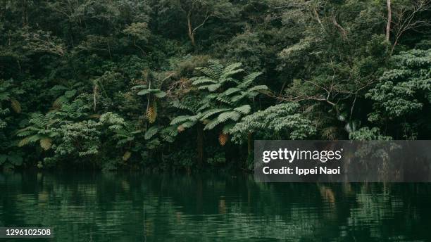 Yanbaro Tree 196 Yanbaru National Park Stock Photos, High-Res Pictures, and Images ...
