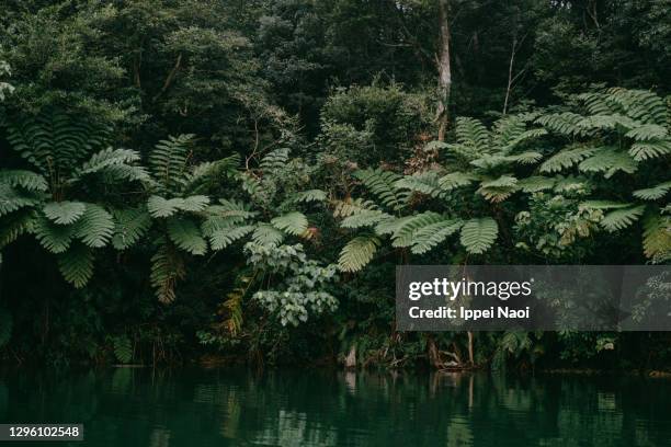 rainforest with tree ferns and river, okinawa, japan - arbre tropical 個照片及圖片檔