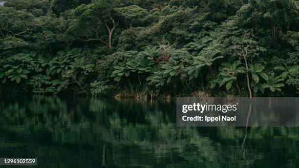 Yanbaro Tree 197 Yanbaru National Park Stock Photos, High-Res Pictures, and Images ...