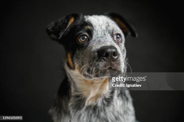 portret van een puppy met kort haar, dat aan de kant kijkt - australian cattle dog stockfoto's en -beelden