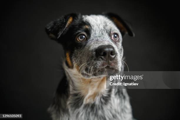 portrait of a puppy with short hair, looking to the side - australian cattle dog imagens e fotografias de stock