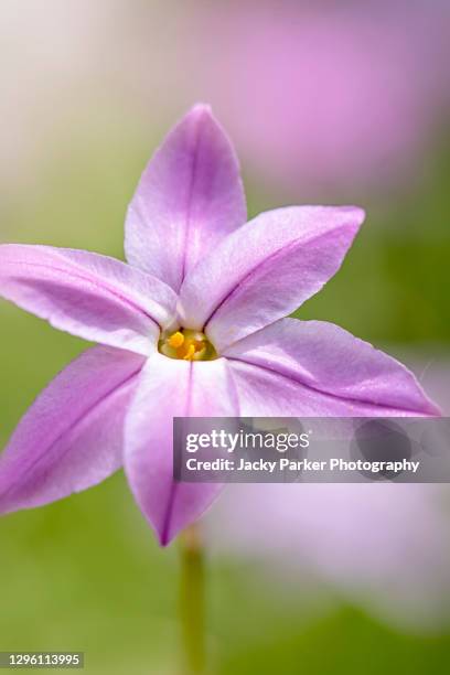 Spring Color Star Purple Star Flower Photos and Premium High Res Pictures - Getty Images