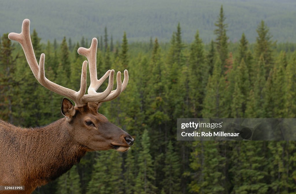 Close up of elk