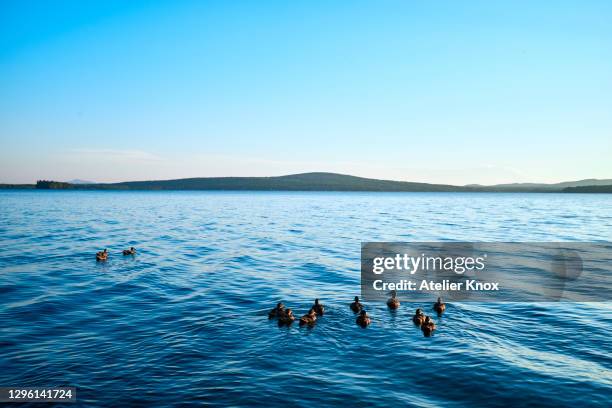 family of ducks swimming in lake - eastern townships quebec stock pictures, royalty-free photos & images