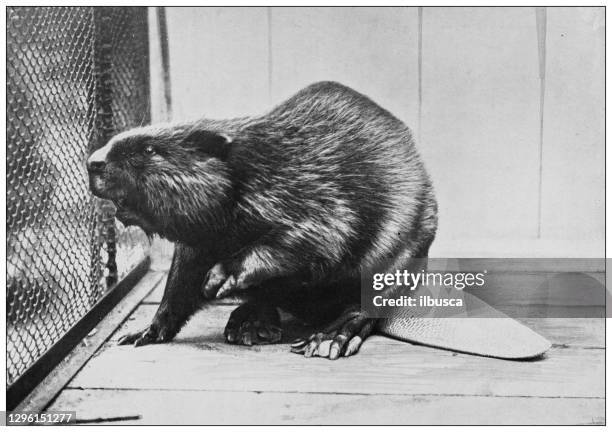 antike schwarz-weiße foto von tieren: eurasischer biber (castor faser) - biber stock-grafiken, -clipart, -cartoons und -symbole