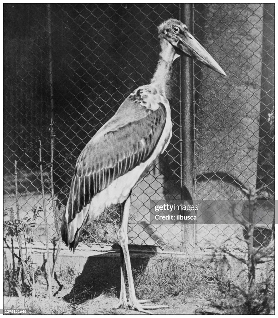 Antique black and white photograph of animals: marabou stork (Leptoptilos crumenifer)