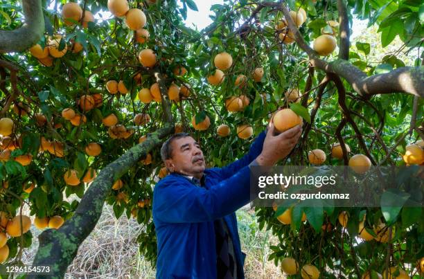 1 051点のグレープフルーツ 畑のストックフォト Getty Images 1 051点のグレープフルーツ 畑のストックフォト Getty Images