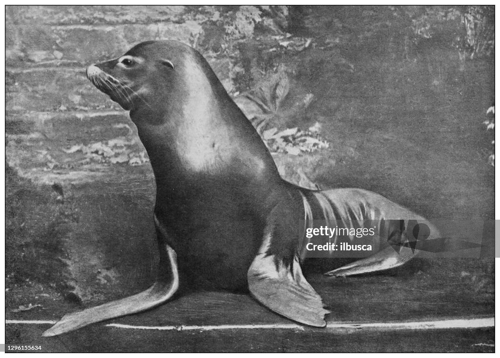 Antique black and white photograph of animals: Californian sea lion