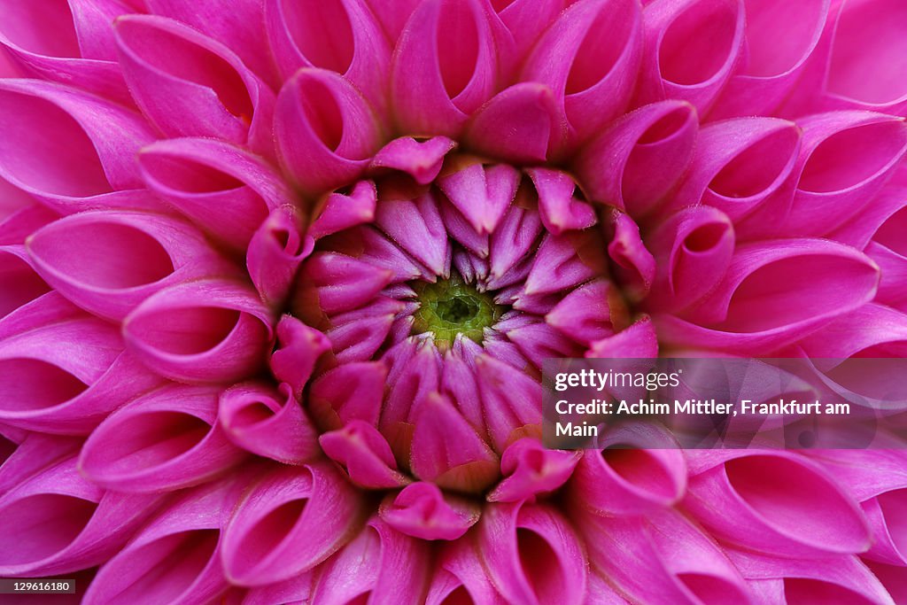 Petals of pink dahlia