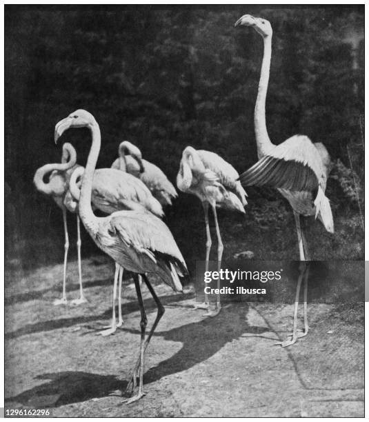antike schwarz-weiß foto von tieren: größere flamingo (phoenicopterus roseus) - zoo cage stock-grafiken, -clipart, -cartoons und -symbole