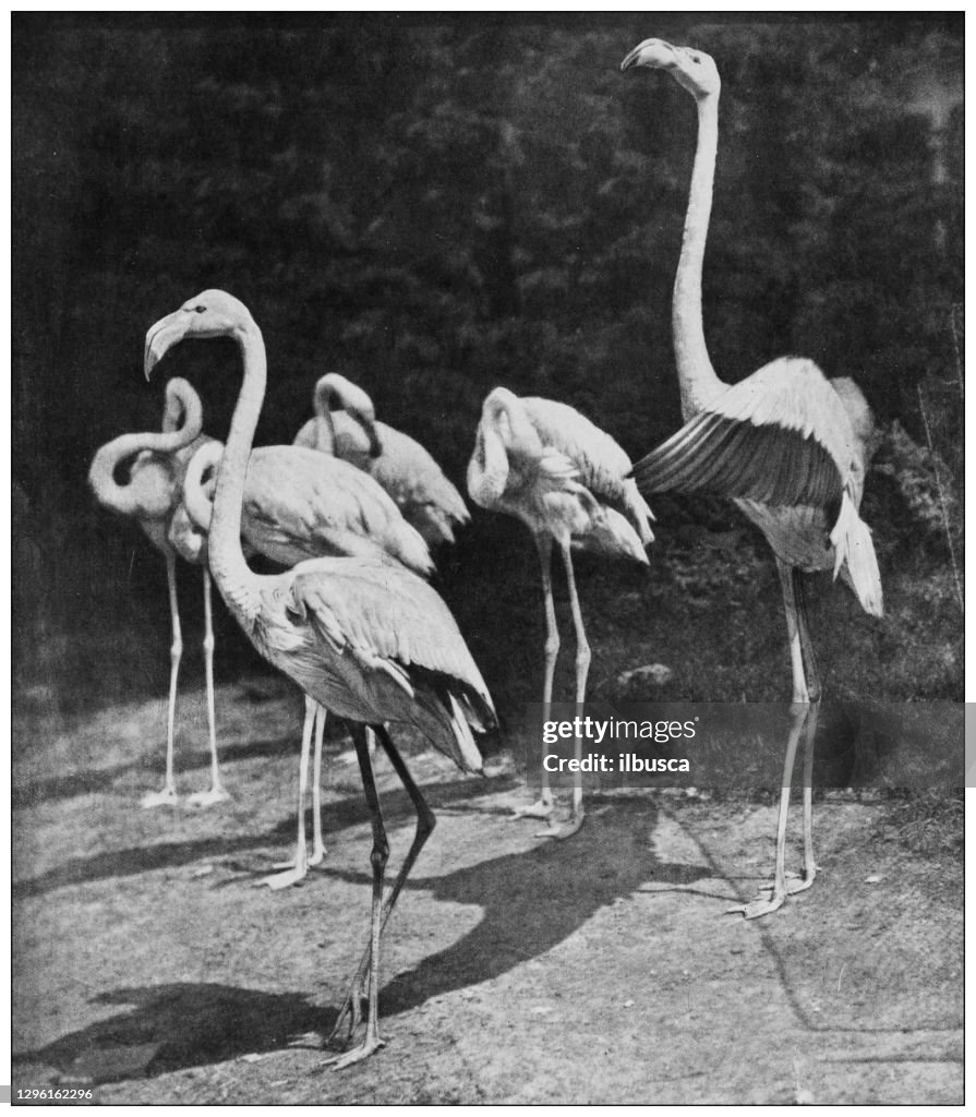 Antique black and white photograph of animals: greater flamingo (Phoenicopterus roseus)