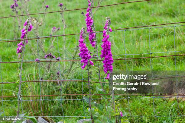 foxgloves & fence - digitalis alba stock pictures, royalty-free photos & images