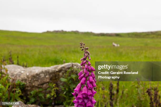 countryside views, scotland - digitalis alba stock pictures, royalty-free photos & images
