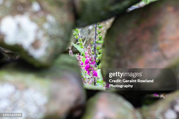 walls & foxgloves, scotland - digitalis alba stock pictures, royalty-free photos & images
