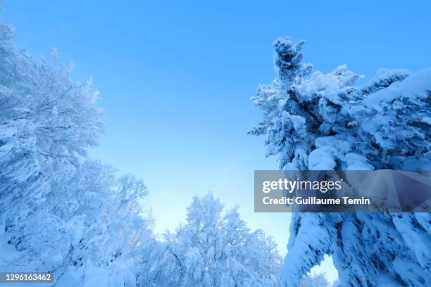 snowy frozen pine in a sancy volcano valley - puy de dôme imagens e fotografias de stock