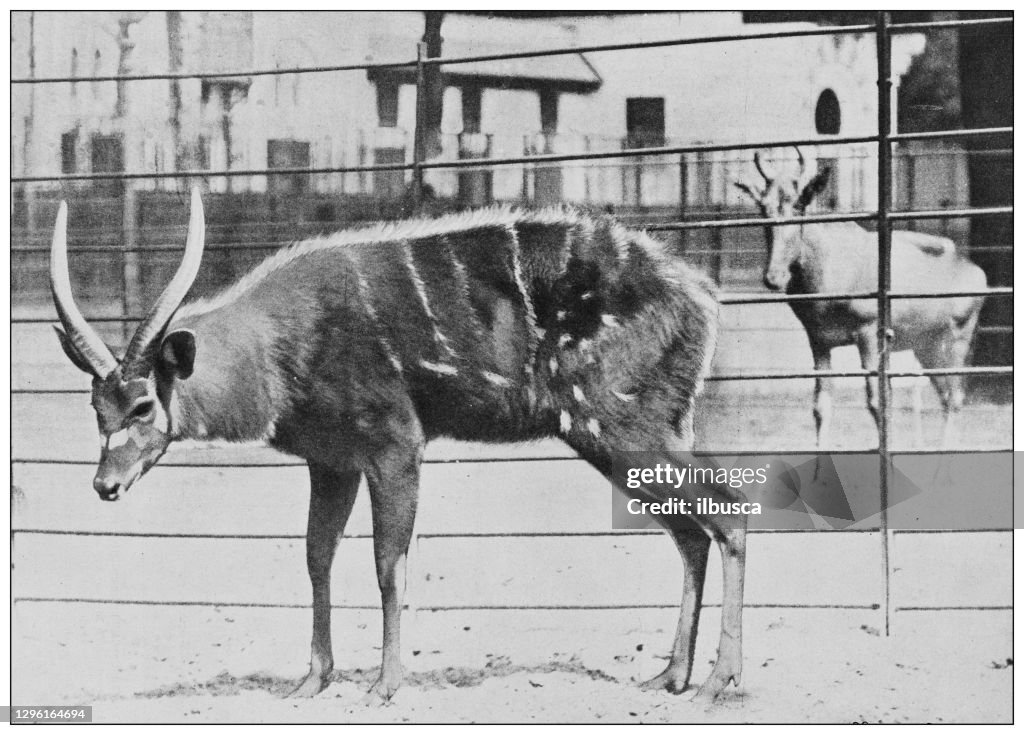 Antique black and white photograph of animals: Tragelaphus