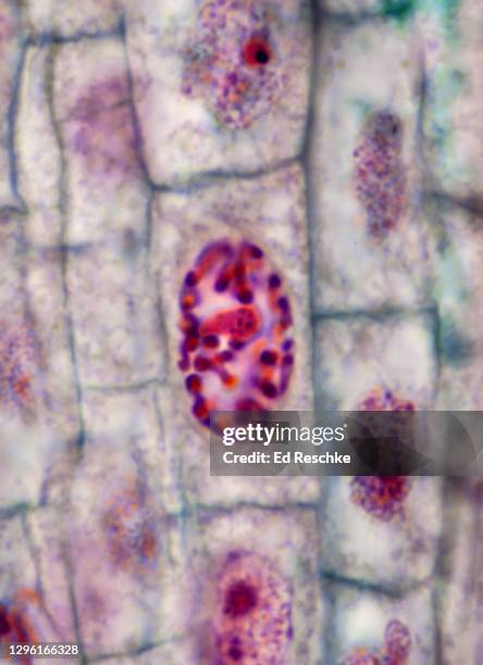 mitosis (early prophase) in a plant--chromosomes, nucleus and nucleolus, onion (allium) root tip, 400x - prophase stock pictures, royalty-free photos & images