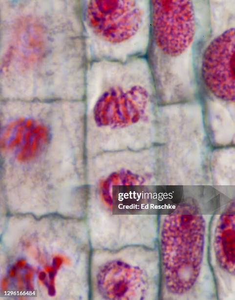 mitosis--daughter cells following telophase and cytokinesis, chromosomes are still visible and new nudel are forming, plant mitosis, onion (allium) root tip, 400x - cytokinesis 個照片及圖片檔