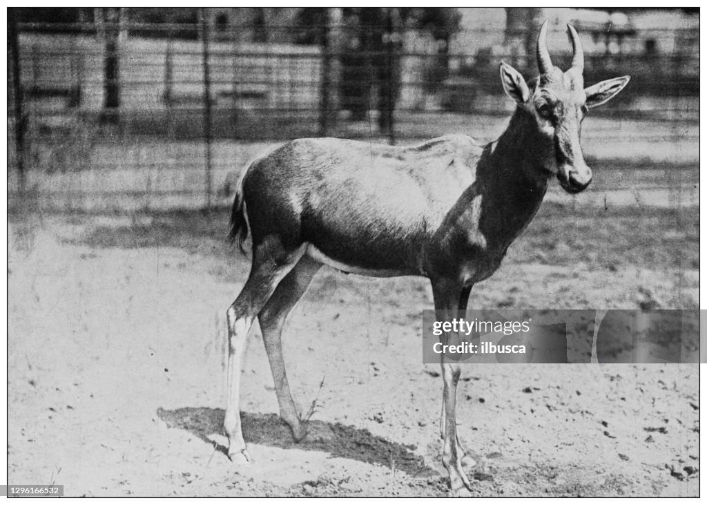 Antique black and white photograph of animals: Blesbok, Damaliscus albifrons