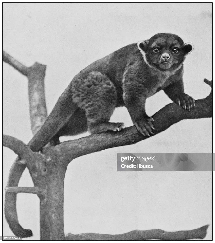 Antique black and white photograph of animals: Cercoleptes caudivolvulus