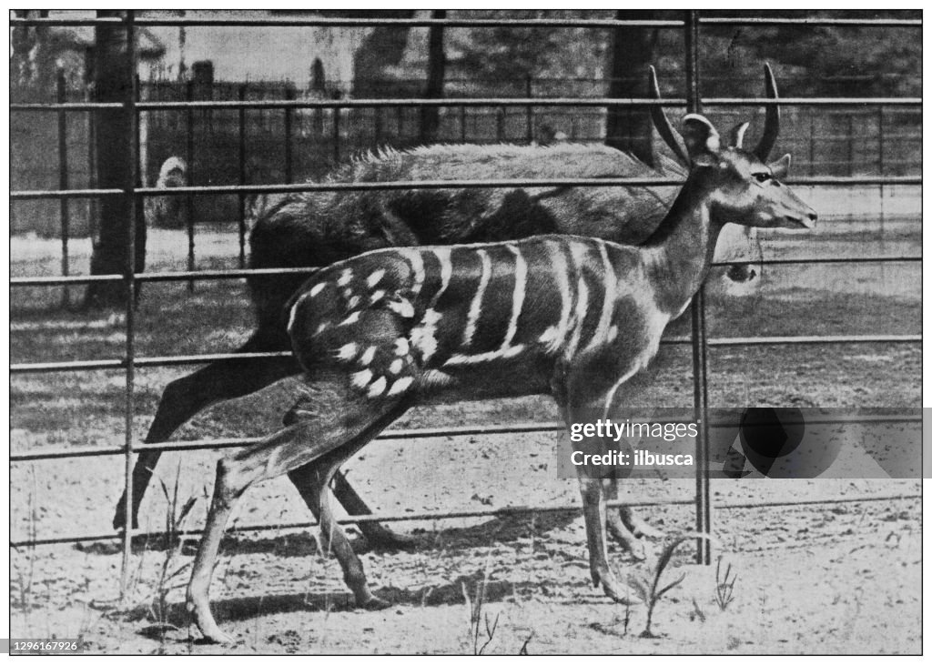 Antique black and white photograph of animals: Tragelaphus Gratus