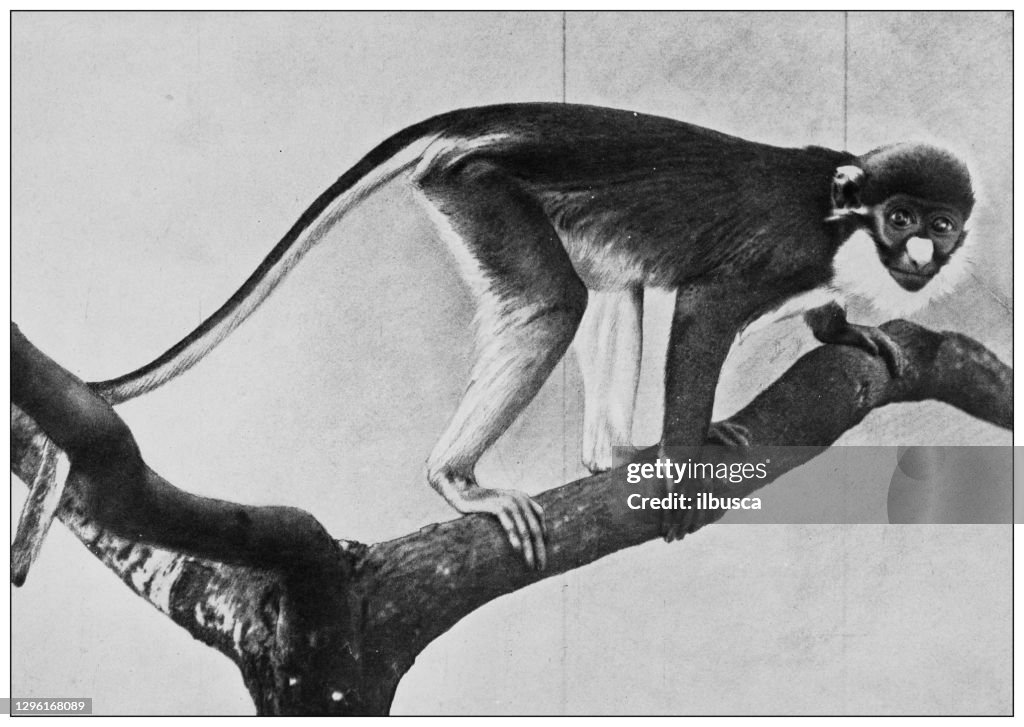 Antique black and white photograph of animals: lesser spot-nosed monkey, lesser spot-nosed guenon, lesser white-nosed guenon, or lesser white-nosed monkey (Cercopithecus petaurista)