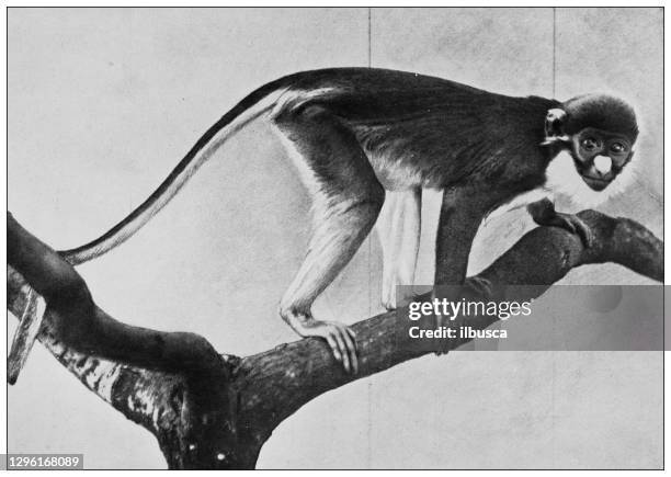 antique black and white photograph of animals: lesser spot-nosed monkey, lesser spot-nosed guenon, lesser white-nosed guenon, or lesser white-nosed monkey (cercopithecus petaurista) - zoo cage stock illustrations