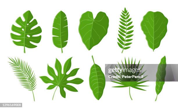 tropical leaves set. vector illustration - fig tree stock illustrations
