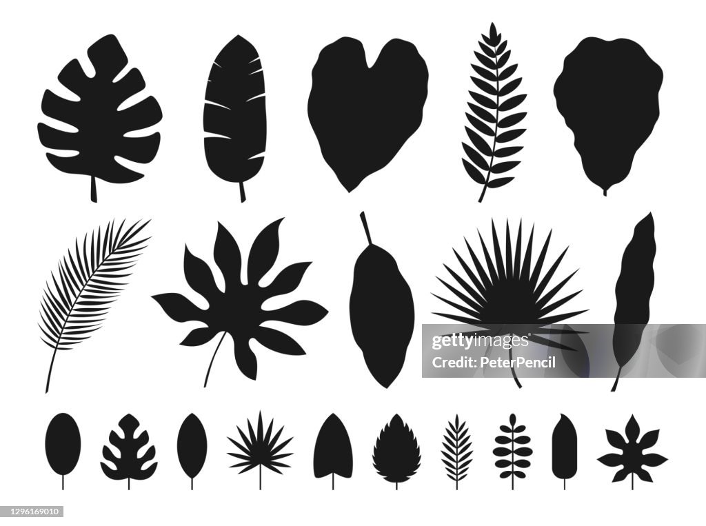 Tropische Blätter Set. Vektor-Illustration