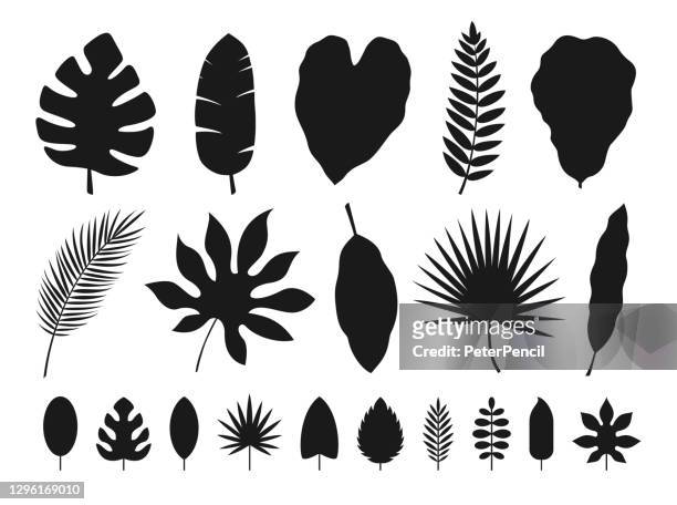 ilustraciones, imágenes clip art, dibujos animados e iconos de stock de conjunto de hojas tropicales. ilustración vectorial - palmera