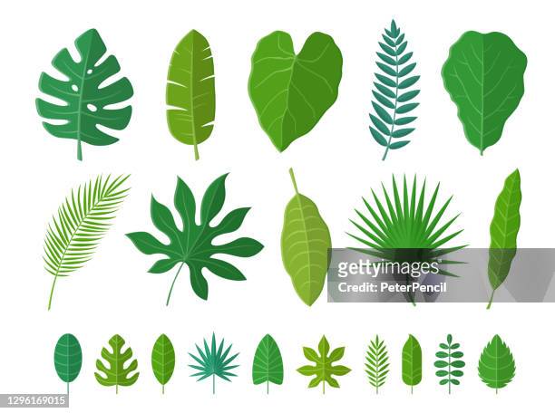 ilustraciones, imágenes clip art, dibujos animados e iconos de stock de conjunto de hojas tropicales. ilustración vectorial - juegos de palmas