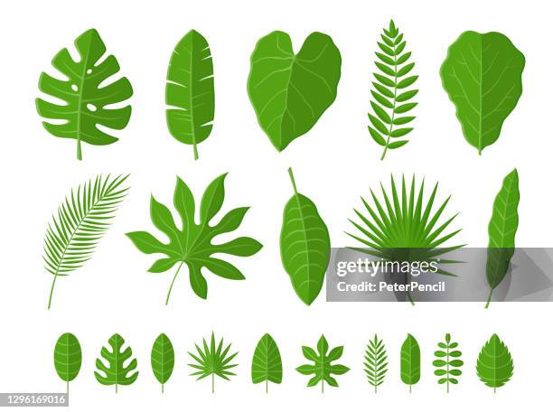 tropical leaves set. vector illustration - fig tree stock illustrations