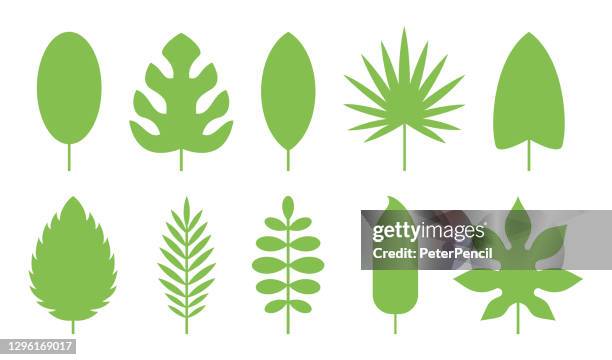 tropical leaves set. vector illustration - fig tree stock illustrations