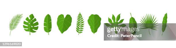 tropical leaves set. vector illustration - fig tree stock illustrations
