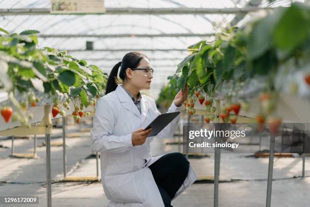 agricultural scientist working in greenhouse - botanist stock pictures, royalty-free photos & images