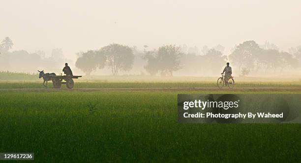 green fields in outskirts of punjab - pakistan man stock pictures, royalty-free photos & images