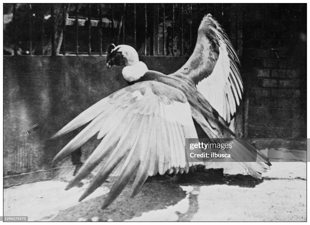 Antique black and white photograph of animals: king vulture (Sarcoramphus papa)