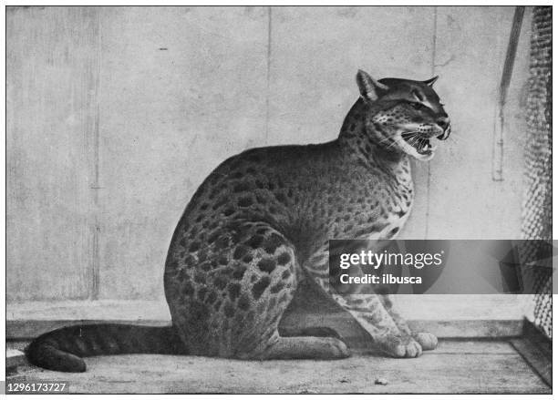 antique black and white photograph of animals: african golden cat (caracal aurata) - caracal stock illustrations