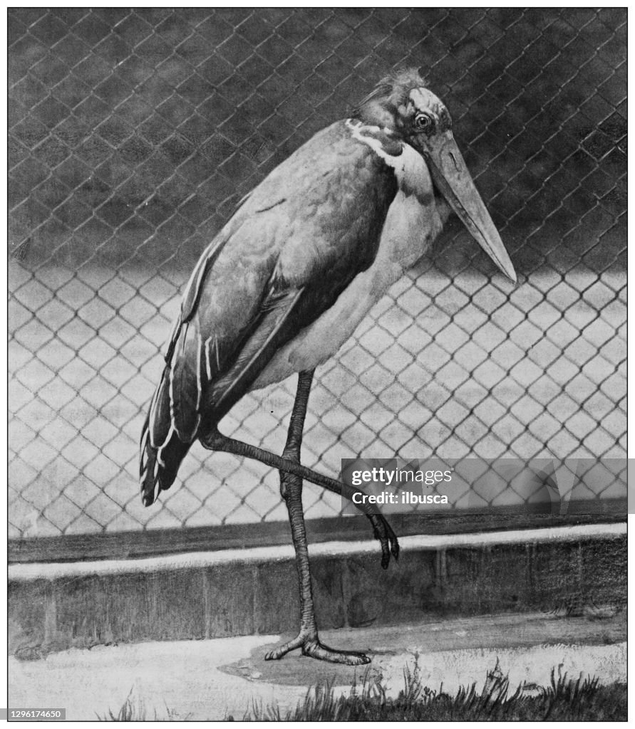 Antique black and white photograph of animals: lesser adjutant (Leptoptilos javanicus)