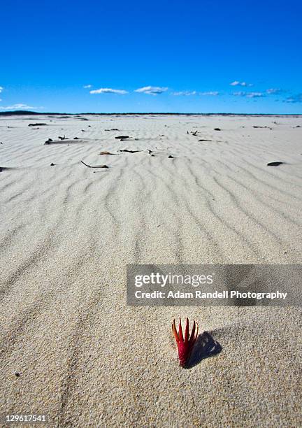 26 Inskip Queensland Stock Photos, High-Res Pictures, and Images ...