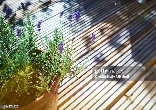 lavender flowers plant on patio in summer - sun deck stock pictures, royalty-free photos & images
