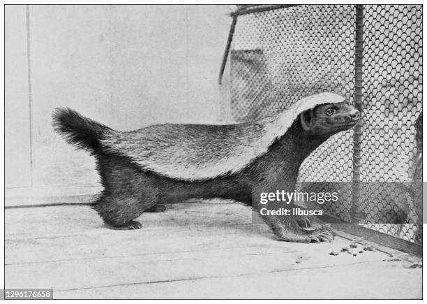 antique black and white photograph of animals: honey badger (mellivora capensis) - honey badger stock illustrations