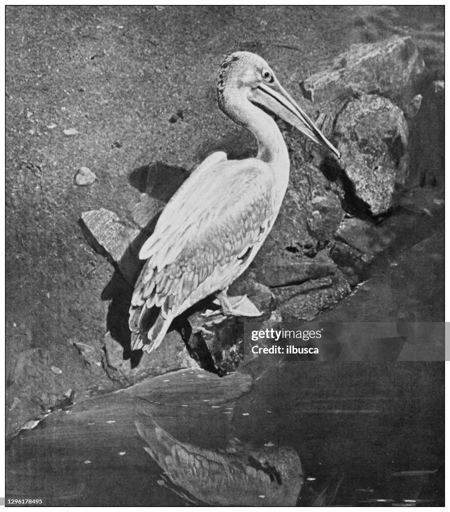 Antique black and white photograph of animals: pink-backed pelican (Pelecanus rufescens)