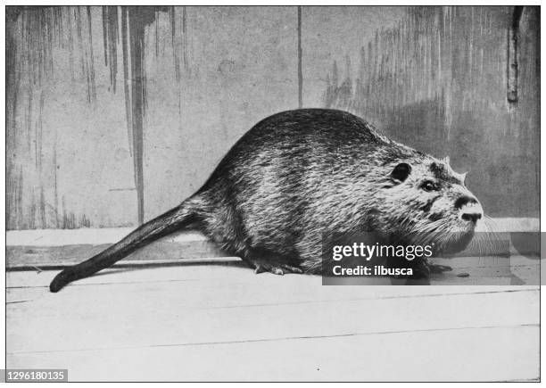 antique black and white photograph of animals: coypu (myocastor coypus) - nutria stock illustrations