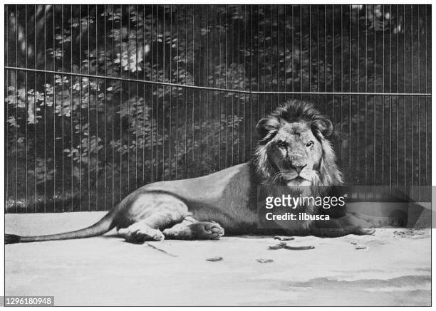 antike schwarz-weiße foto von tieren: löwe - zoo cage stock-grafiken, -clipart, -cartoons und -symbole